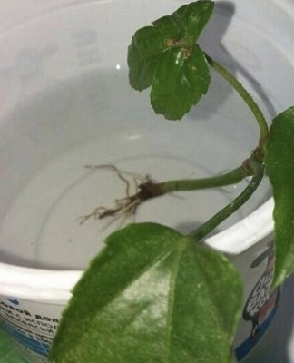 After the roots germinate and the root system grows, the top of the plant is cut off from the plant and planted in a new pot.