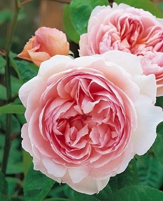 It is a wide and spreading plant that can reach one meter.