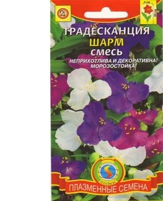 As soon as 2-3 true leaves are formed in Tradescantia, they are dipped into separate cups.