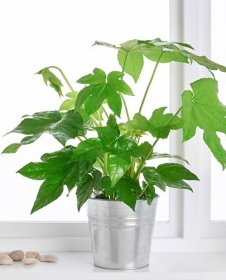 The reason for the withering of the leaves may be insufficient watering, excessively high temperature.