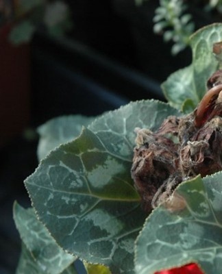 If a silvery coating appears on the leaf plates, this is a sign that the cyclamen has been affected by gray rot.