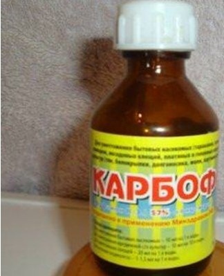 Fatsia is not resistant to gray rot, red spider mites, aphids, scale insects, whiteflies, scale insects.