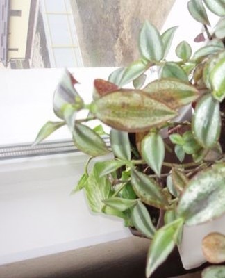 You should try to transplant the flower into new soil or root healthy parts.