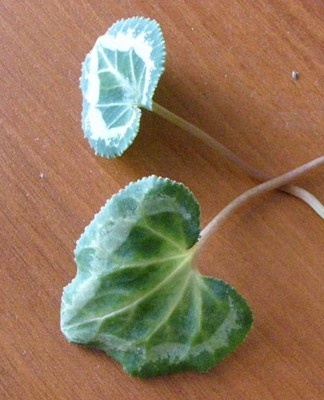 It is fungal in nature.