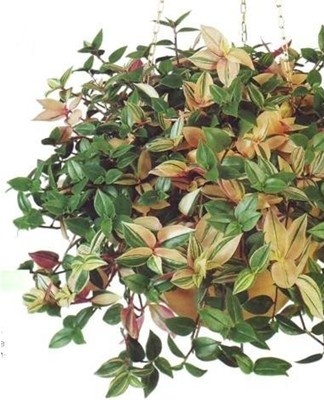 This condition is caused by a moisture or nutrient deficiency.