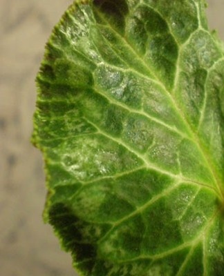 It is possible to destroy the pest only at an early stage of infection.