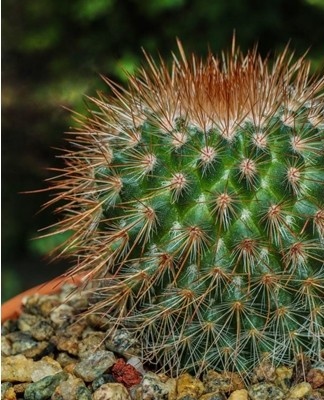 This representative of the mamillaria came to us from Mexico.