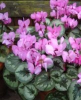 Rules for growing and caring for cyclamen at home