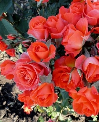 Growing and caring for border roses in the open field, the best varieties