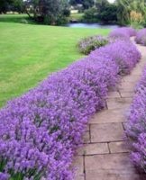 What to plant in the country along the way and criteria for choosing plants, design features