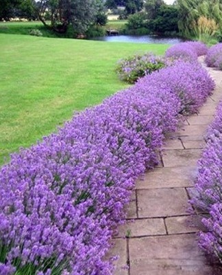 Another criterion taken into account when choosing is the aroma.