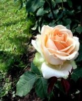 Rules for planting and caring for a tea rose at home