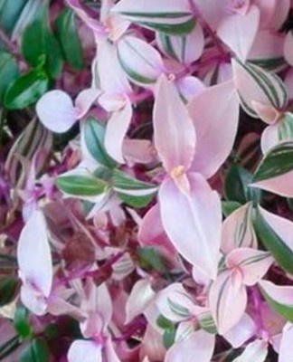 The leaves are narrow, dark green.