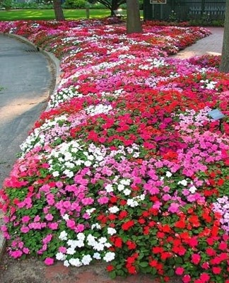 Creeping varieties are used to decorate retaining walls.