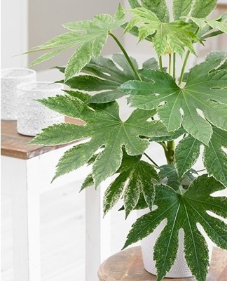 The crown is covered with lobed palm leaves in the shape of a ball with a diameter of 35-40 cm.