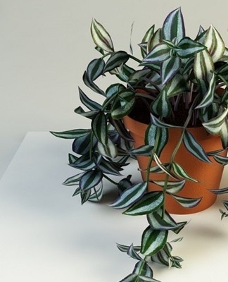 Spring is ideal for the reproduction and replanting of Tradescantia.