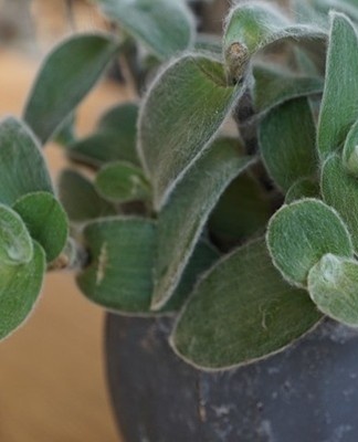 In the fall, they not only reduce the number of waterings, but also the number of top dressing.