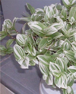 The pest feeds on the sap of Tradescantia, causing the gradual death of leaves and shoots.