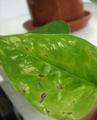 The plant is sprayed with an insecticide, the humidity is increased.