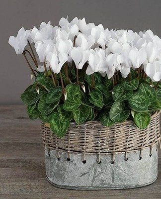 It is not a distinct flower species; cyclamen is sometimes simply called alpine violet.