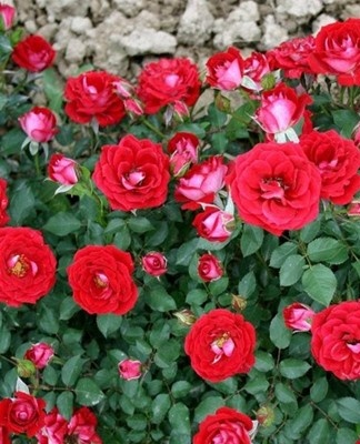  Up to 40 petals are collected in one bud, which makes the inflorescences lush and fragrant.