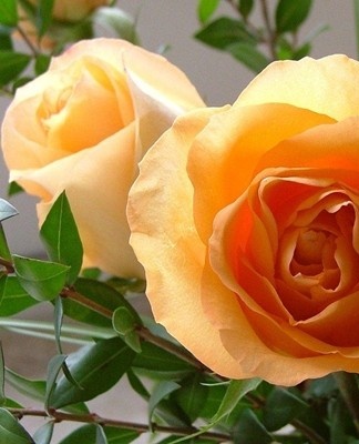 After acquiring the flower, they leave it alone for a while and do not touch it.