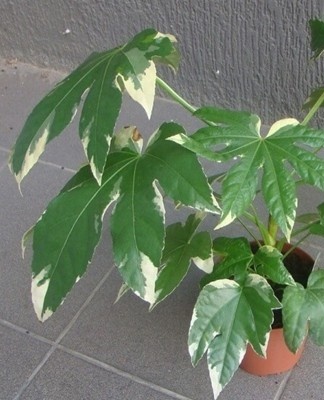 A distinctive feature of Variegata is considered a shade of green and whitish spots on the foliage.