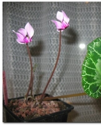 This perennial plant has heart-shaped leaves.