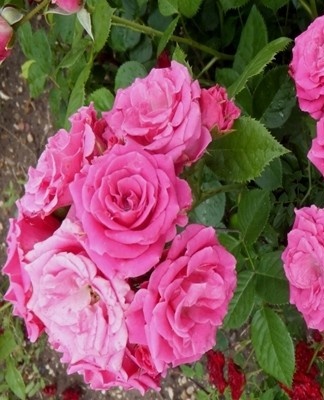 Variety of Dutch rose with good frost resistance.