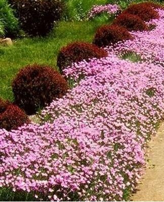 It is a stunted plant that can reach about fifteen centimeters in height.