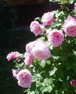 After winter frosts, when the air and soil are well warmed up, shoots grow on the bushes.