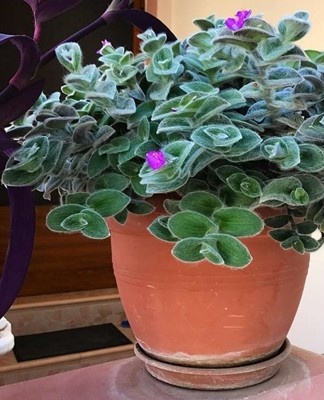 Fleshy lanceolate leaves grow alternately, have a beautiful pubescence.