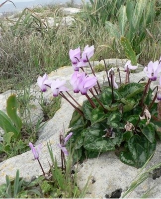 This plant is endemic to Cyprus.