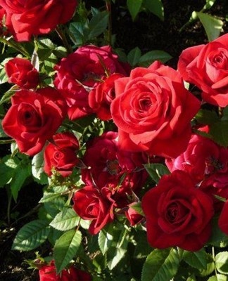 The beginning is a miniature shrubby inflorescence.