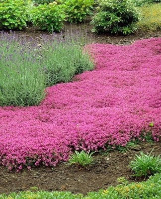 This is wild thyme, very popular with owners of summer cottages.