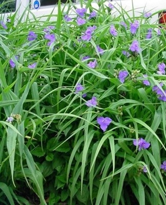 This tradescantia is appreciated for the decorative qualities of the inflorescences.
