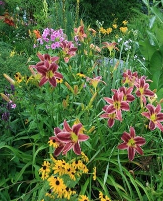 In sunny areas, varieties are planted in which the leaves do not wither, the flowers do not lose their bright color.