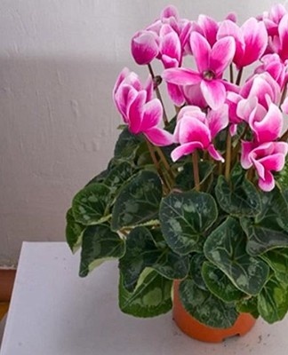 Light for growing alpine violets is bright but diffused.