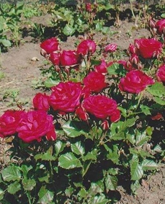 Before planting roses, special attention should be paid to the choice of site.