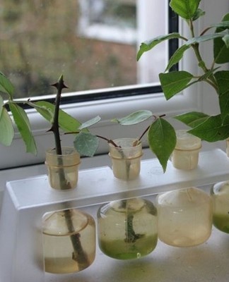 The easiest method of propagating flowers is considered to be the use of cuttings.