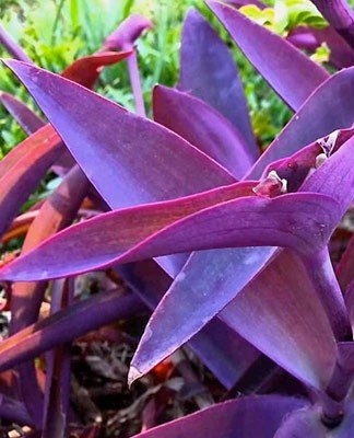 The flowers are small, pink.