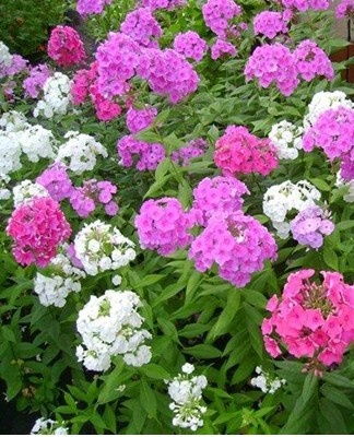 Basil is combined in a flower bed with tall plants