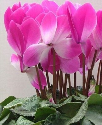 One of the main parameters that should be paid attention to when growing cyclamen at home.