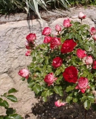 The cultivation of plants is undemanding in care.