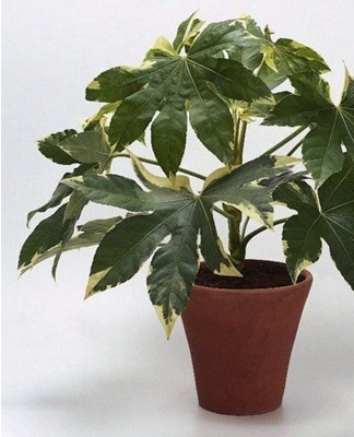 Florists recommend placing the fatsia on the east and west side of the room.