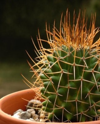 Temperature readings for a cactus should be between 22 and 27 degrees.