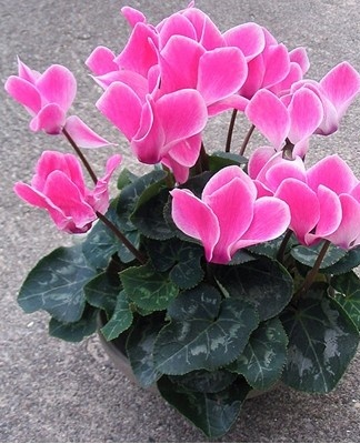 Fertilization depends on the growing season of the cyclamen.