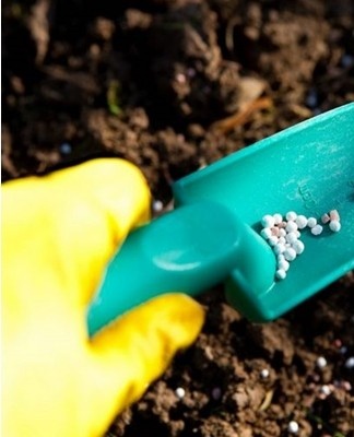 Mineral dressing is best done early in the morning.