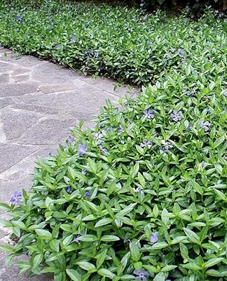 Periwinkle is a perennial plant that spreads to the surface of the soil during growth.