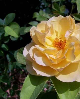 Roses should be planted in a suitable place.